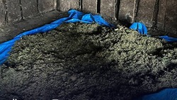 У 40-летней ставропольчанки нашли 4 кг наркосодержащего растения